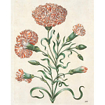 Книга цветов 22 постера Maria Sibylla Merian: 22 Pull-Out Posters варинант исполнения - 4 | Loft Concept в Барнауле