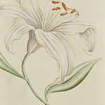Обои ручная роспись Lilium Special Colourway on Ivory dyed silk варинант исполнения - 2 | Loft Concept в Барнауле
