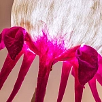 Торшер фуксия «Цветы из снов»  варинант исполнения - 4 | Loft Concept в Барнауле