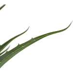 Декоративный искусственное растение Medium Aloe варинант исполнения - 2 | Loft Concept в Барнауле