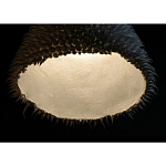 Светильник Acus варинант исполнения - 3 | Loft Concept в Барнауле