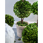 Декоративный искусственное растение Single boxwood варинант исполнения - 3 | Loft Concept в Барнауле