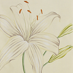 Обои ручная роспись Lilium Special Colourway on Ivory dyed silk варинант исполнения - 1 | Loft Concept в Барнауле