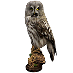 Чучело Совы таксидермия варинант исполнения - 1 | Loft Concept в Барнауле