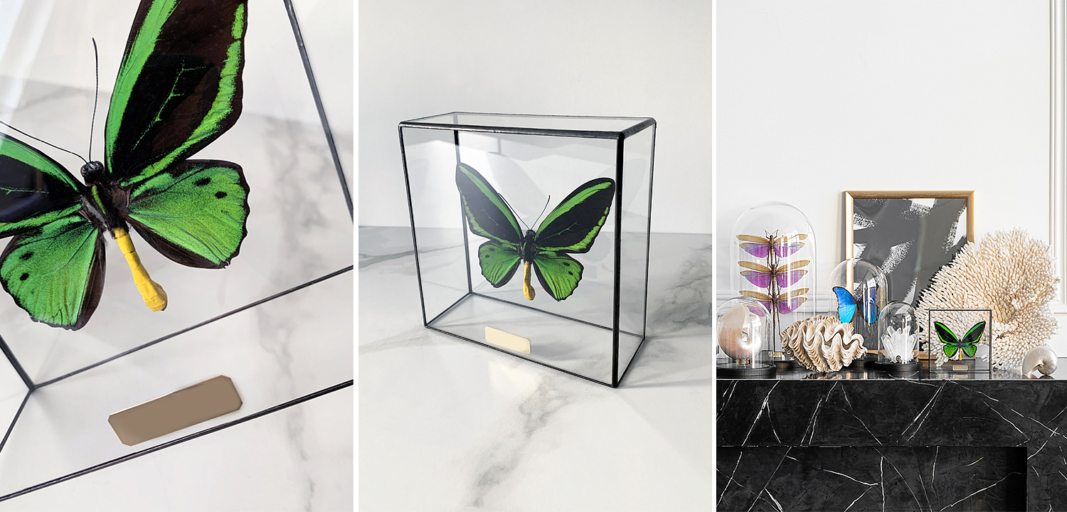 Статуэтка Butterfly Priamus Poseidon Glass Box Статуэтка Butterfly Priamus Poseidon Glass Box - Loft-Concept в Барнауле