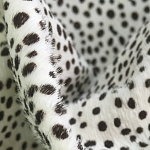 Мебельная ткань Искусственный мех  белый леопард 90 см T5-3 варинант исполнения - 1 | Loft Concept в Барнауле