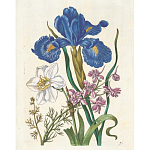 Книга цветов 22 постера Maria Sibylla Merian: 22 Pull-Out Posters варинант исполнения - 6 | Loft Concept в Барнауле