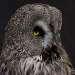 Чучело Совы таксидермия варинант исполнения - 5 | Loft Concept в Барнауле