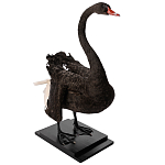 Настоящее чучело черного лебедя Black Swan варинант исполнения - 5 | Loft Concept в Барнауле
