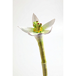 Статуэтка тропический фрукт Pandora Tropical Fruit Orange Two Flowers варинант исполнения - 3 | Loft Concept в Барнауле