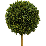 Декоративный искусственное растение Boxwood One варинант исполнения - 2 | Loft Concept в Барнауле