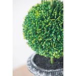 Декоративный искусственное растение Double boxwood варинант исполнения - 6 | Loft Concept в Барнауле