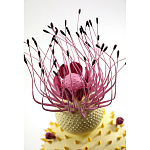 Статуэтка тропический фрукт Pandora Tropical Fruit Light Yellow Pink Flower варинант исполнения - 1 | Loft Concept в Барнауле