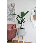 Декоративный искусственное растение Decor Stile  варинант исполнения - 6 | Loft Concept в Барнауле