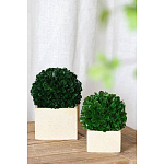 Декоративный искусственное растение Square boxwood варинант исполнения - 4 | Loft Concept в Барнауле