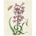 Книга цветов 22 постера Maria Sibylla Merian: 22 Pull-Out Posters варинант исполнения - 2 | Loft Concept в Барнауле