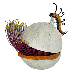 Статуэтка фантастический фрукт Exotic Tropical Fruit orange and white 67 варинант исполнения - 4 | Loft Concept в Барнауле