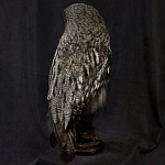 Чучело Совы таксидермия варинант исполнения - 4 | Loft Concept в Барнауле