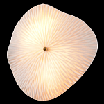 Бра в форме лепестка с рельефной текстурой FLOW варинант исполнения - 1 | Loft Concept в Барнауле