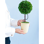 Декоративный искусственное растение Single boxwood варинант исполнения - 8 | Loft Concept в Барнауле