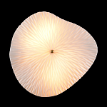 Бра в форме лепестка с рельефной текстурой FLOW варинант исполнения - 3 | Loft Concept в Барнауле