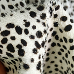 Мебельная ткань Искусственный мех  белый леопард 90 см T5-3 варинант исполнения - 3 | Loft Concept в Барнауле