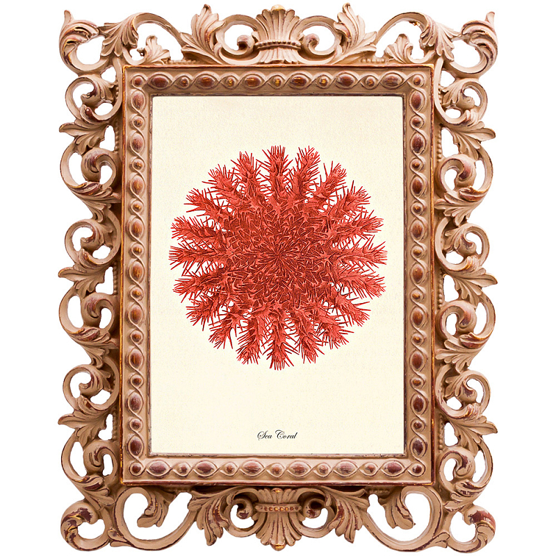 Постер Red Sea Urchin Бежевый Красный Постер Red Sea Urchin Бежевый Красный в Барнауле | Loft Concept