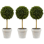 Декоративный искусственное растение Boxwood One варинант исполнения - 1 | Loft Concept в Барнауле