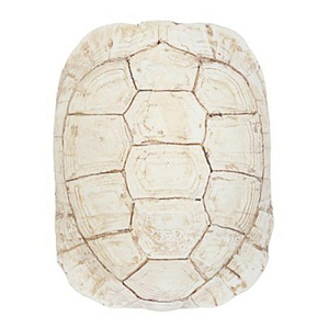 Аксессуар Turtle Shell White