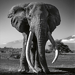 Книга Beusker. Look into my Eyes варинант исполнения - 5 | Loft Concept в Барнауле