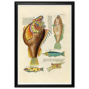Постер в черной раме Fish Guide 5
