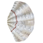 Фигурка из фарфора в виде одной створки ракушки Marine Tridacna варинант исполнения - 1 | Loft Concept в Барнауле