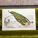 Постер на холсте с изображением павлина на ветке Majestic Peacock on a Tree Poster варинант исполнения - 4 | Loft Concept в Барнауле