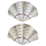 Фигурка из фарфора в виде одной створки ракушки Marine Tridacna варинант исполнения - 2 | Loft Concept в Барнауле